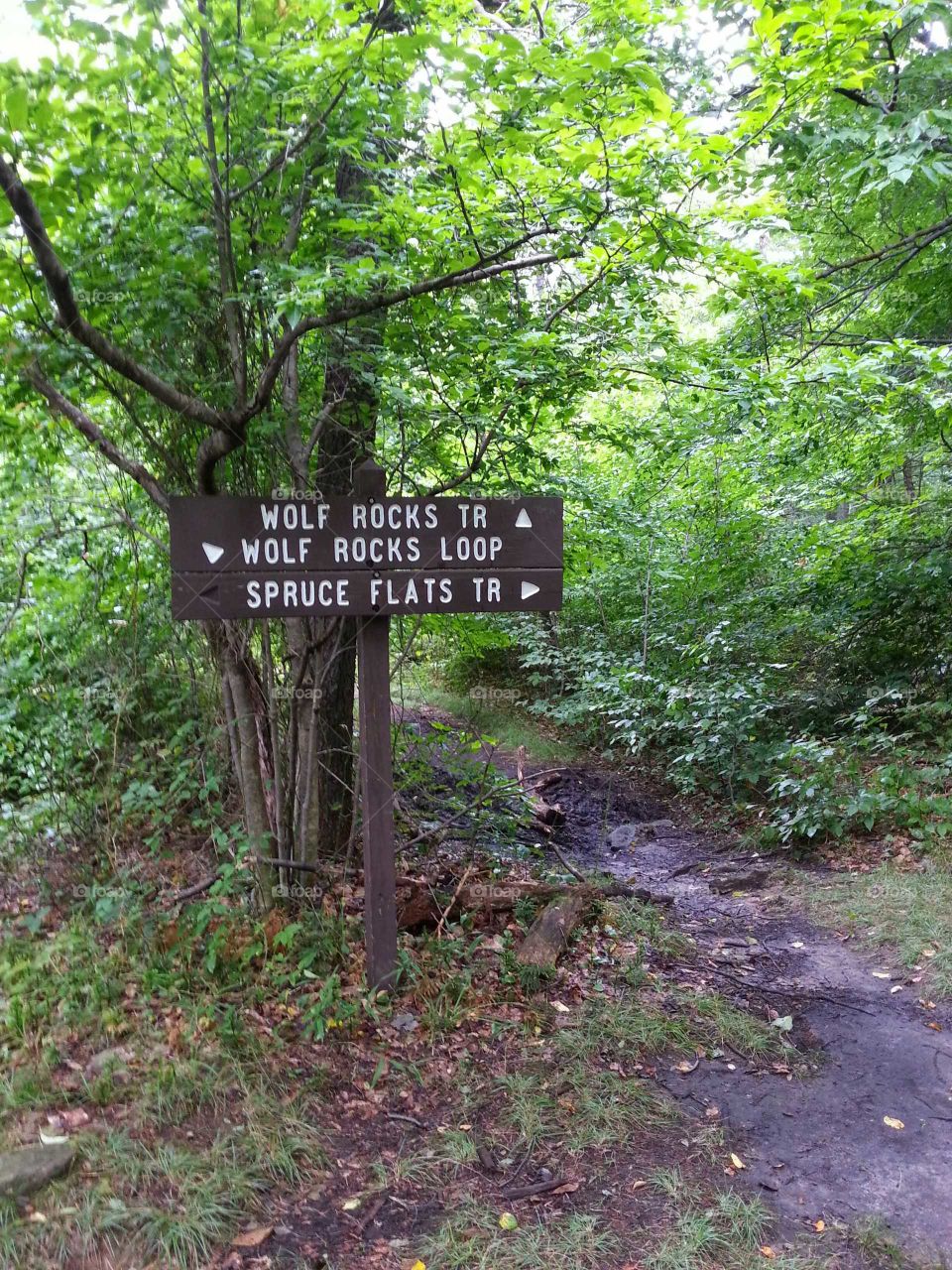 Getting lost in the woods is easy. Trail signage gives you the directions but your decision leads you deeper in or back to start.