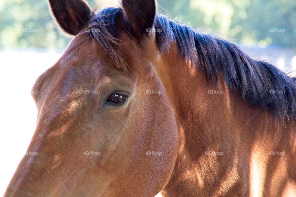 white horse in the field