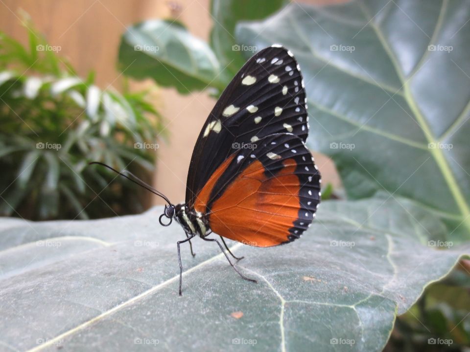 Beautiful butterfly 