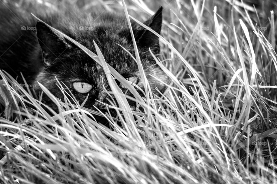 A black and white portrait of a cat hiding in the grass, keeping an eye on me and looking straight into the lens with one eye.