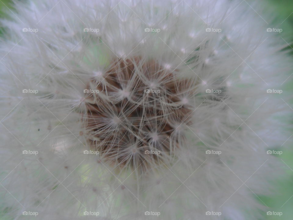 Dandelion Seeds