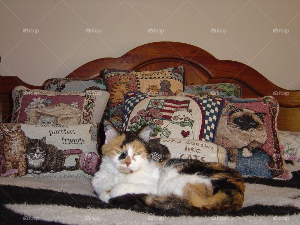 Calico cat in pillows