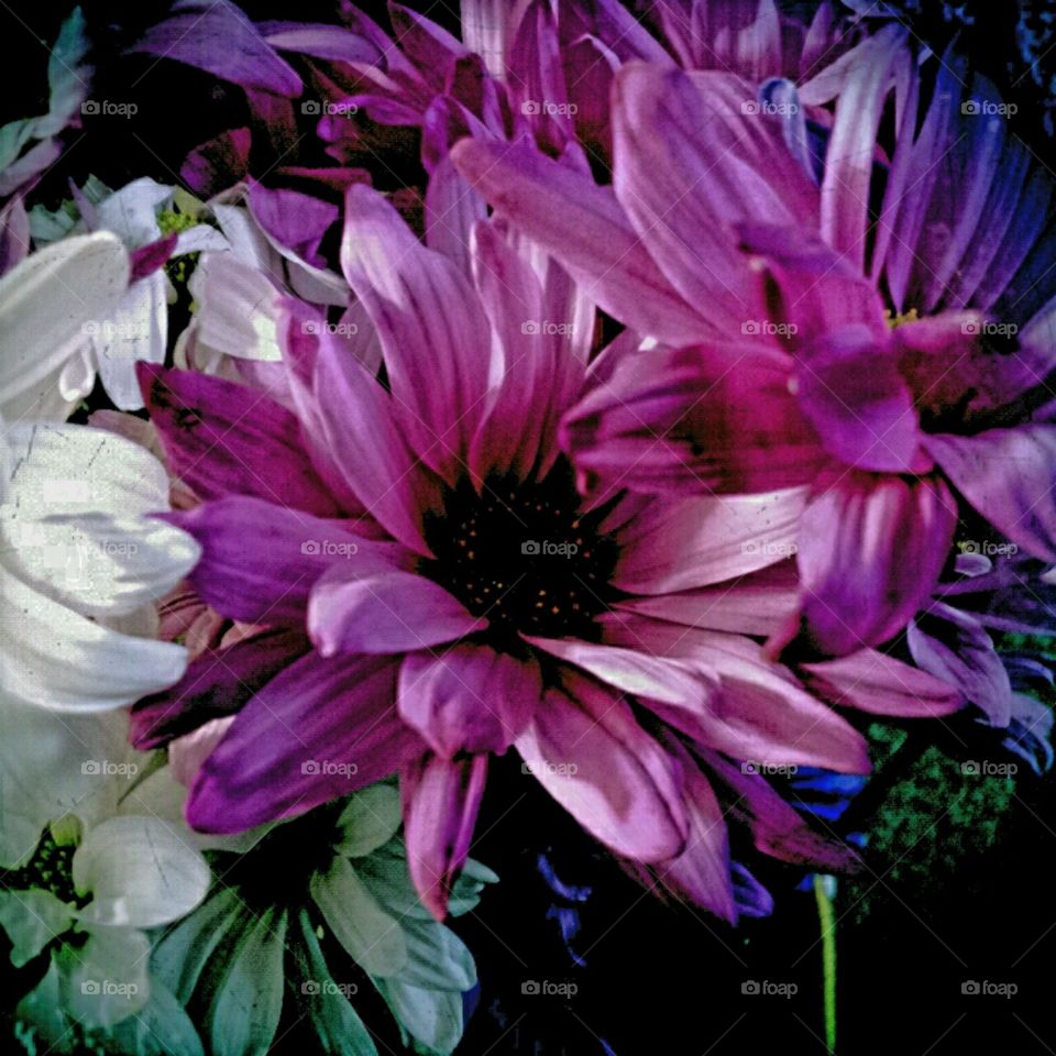 lighting effects dahlias