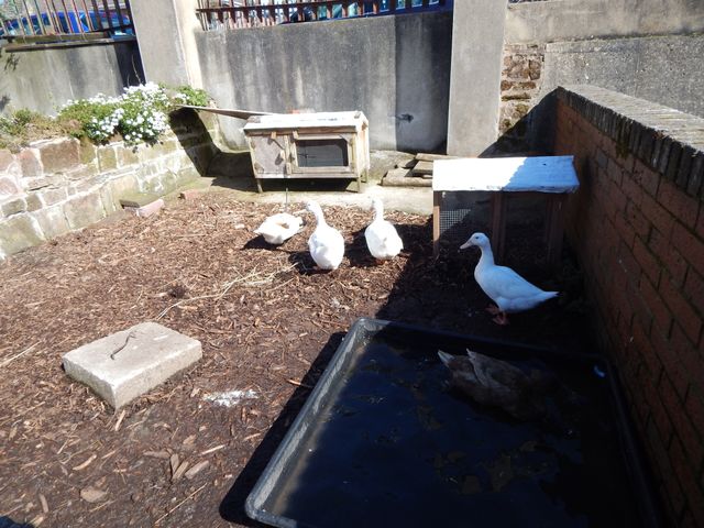Inner city farm