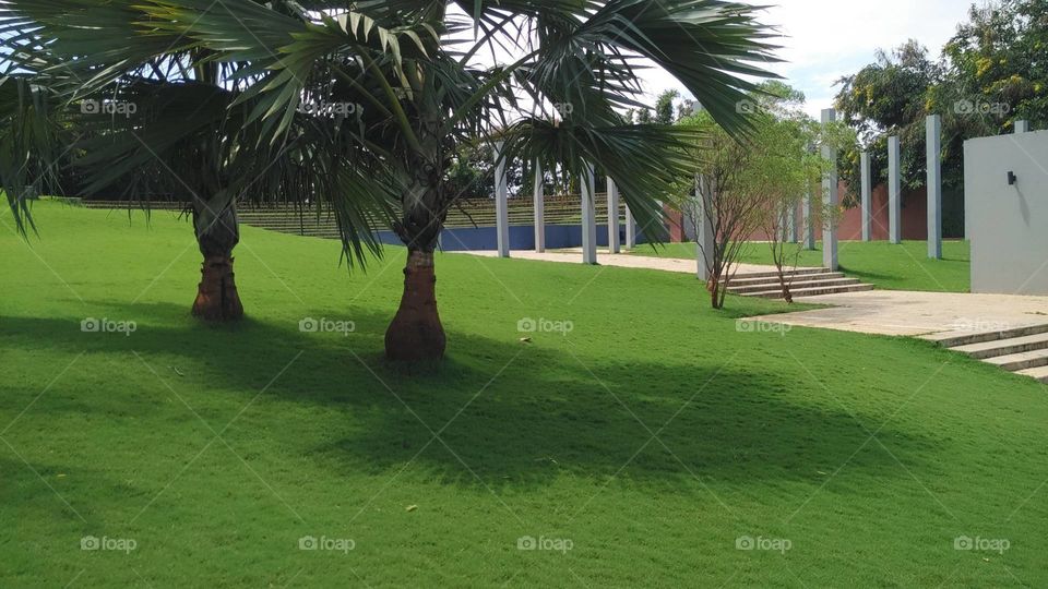 Palm, Tree, Tropical, Leisure, No Person