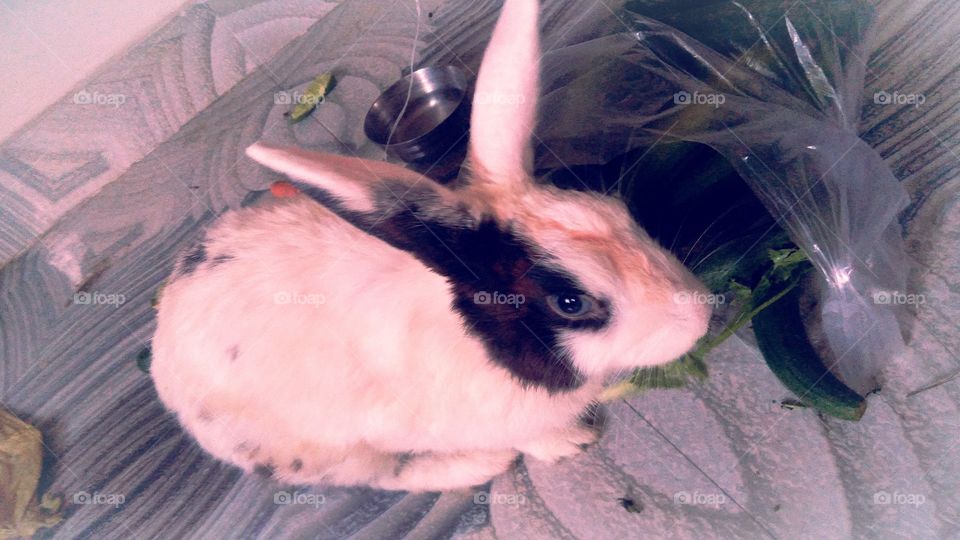 UP India White Rabbit Chakia Chandauli