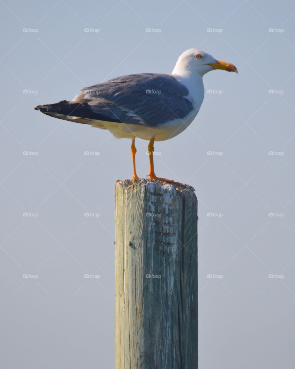 Seagull perching on wooden post