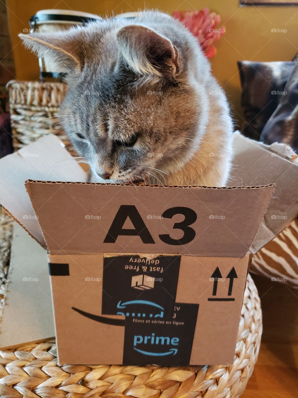 Grey colored pet cat sitting in empty Amazon cardboard box.