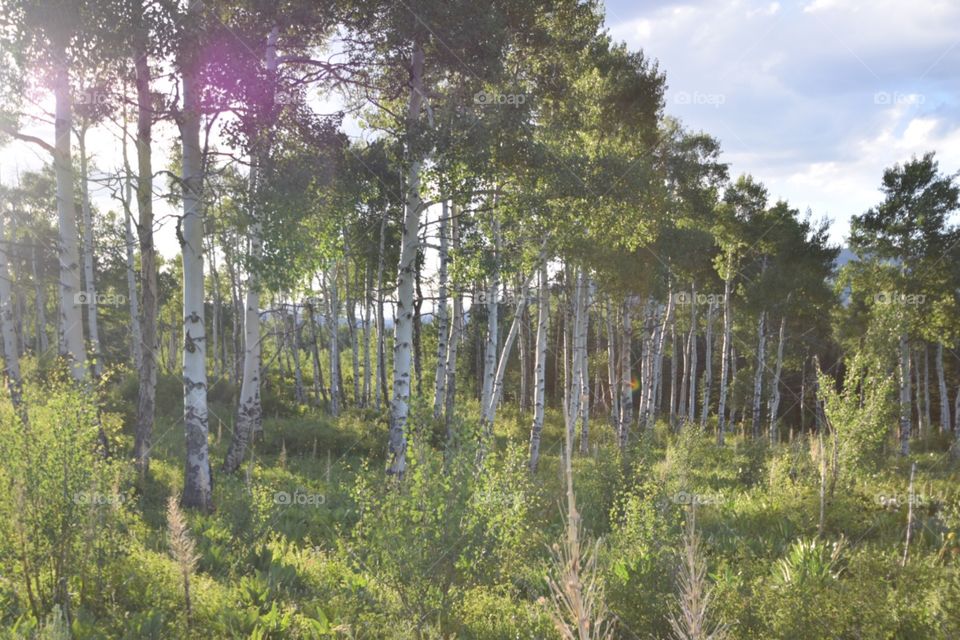 Aspens 