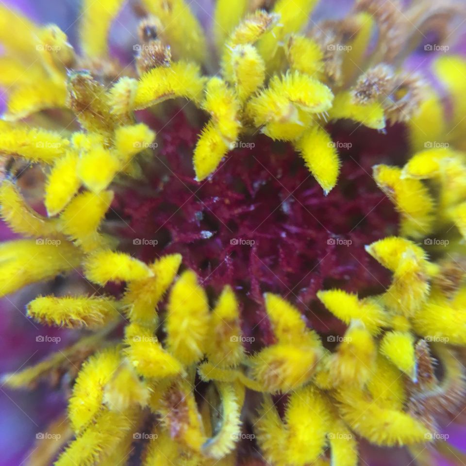 Zinnia macro shot