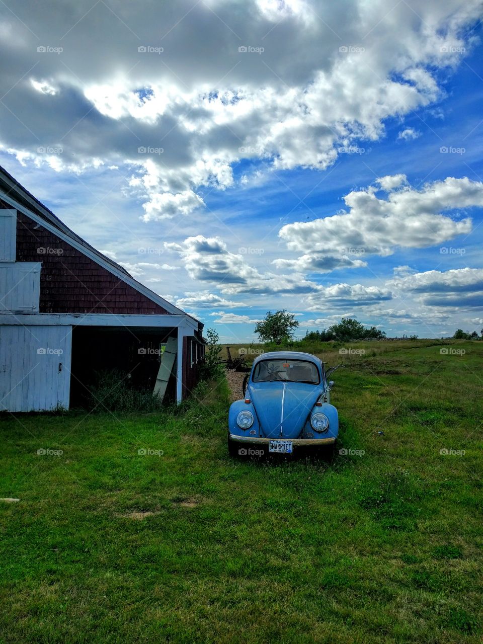 The Giant Blueberry