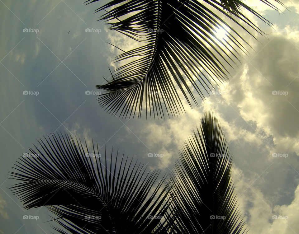 Palm leaves in Brazil