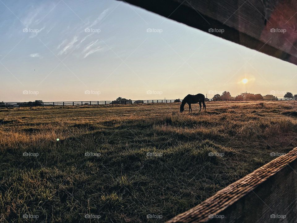 Vacationing in the countryside, vacationing on a horse farm, countryside vacations with animals, sunrise through a fence watching a horse, early morning horse visits, horse farm AirBnB 
