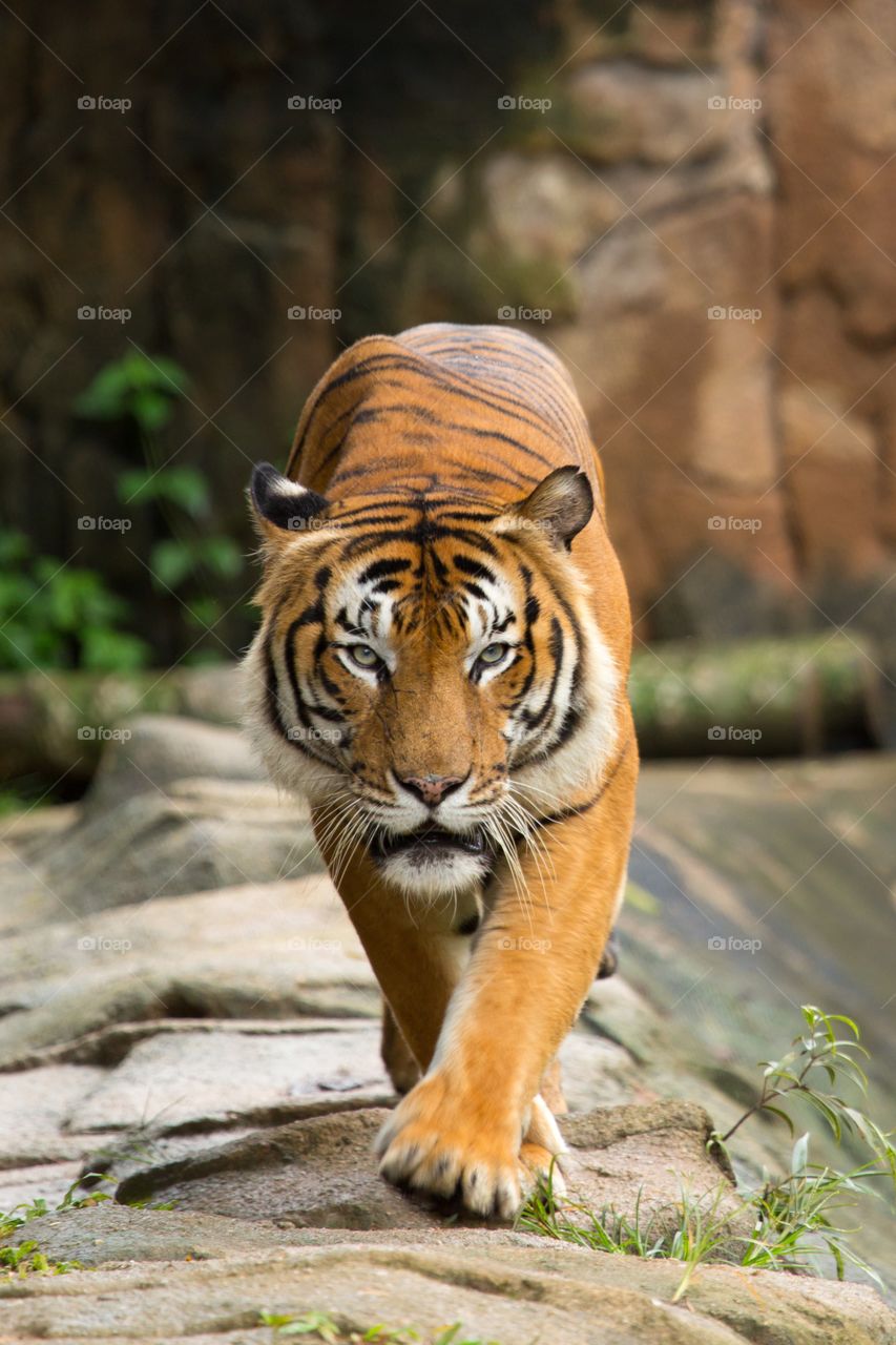 Tiger walking towards camera. Tiger looking and walking straight towards camera