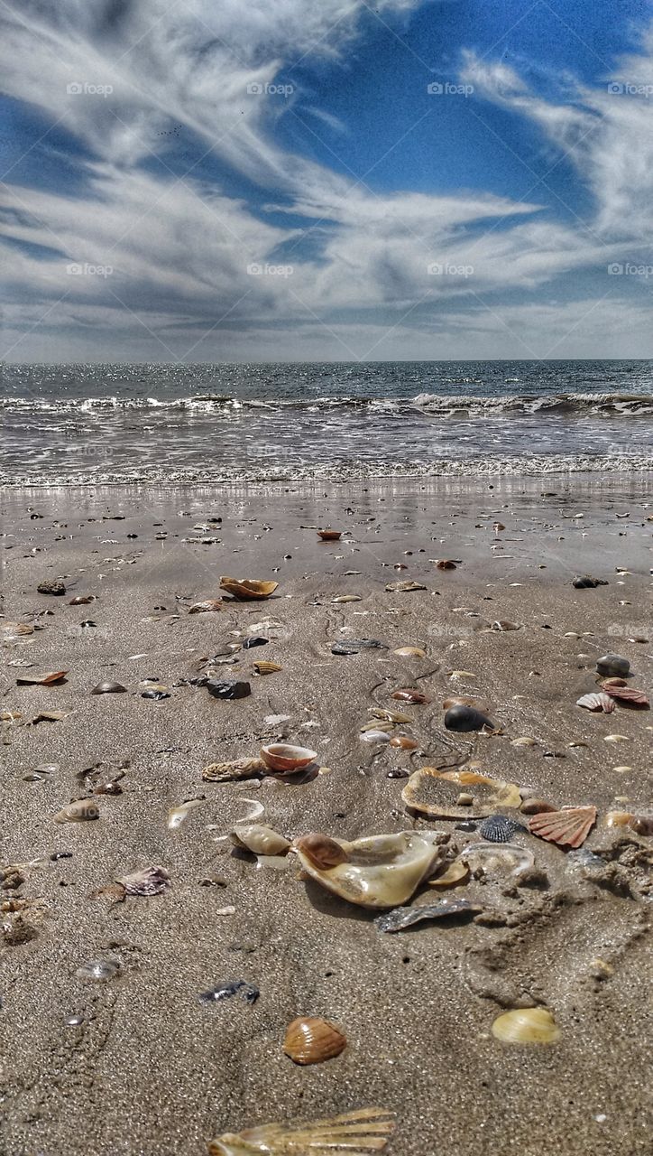 Shells in the beach