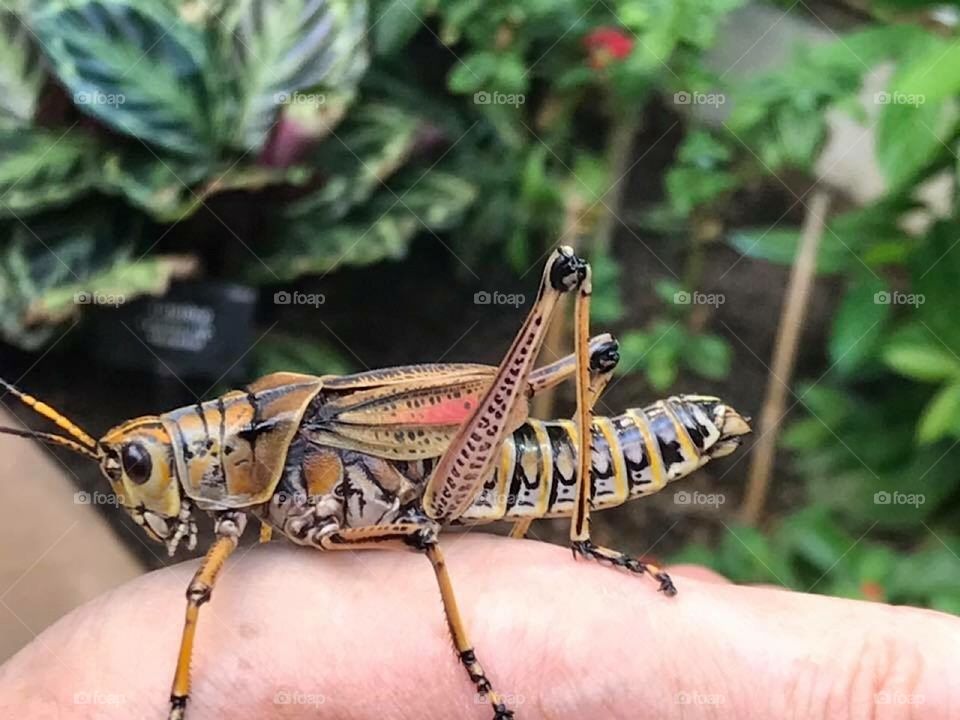 Giant cricket 