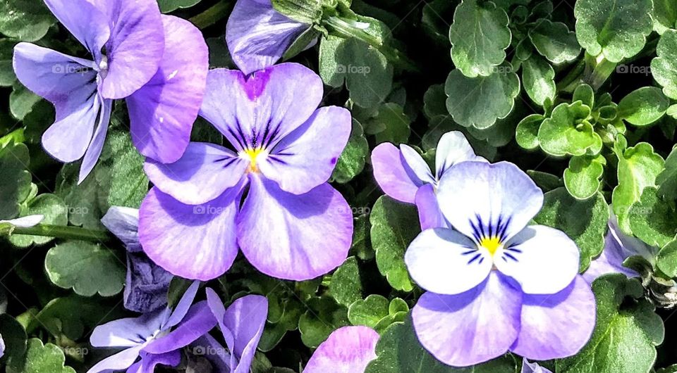 Pansies 