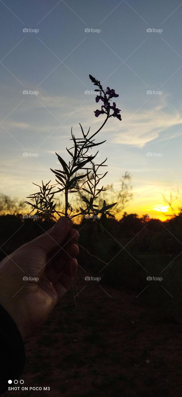 beautiful flower embracing the sunset.