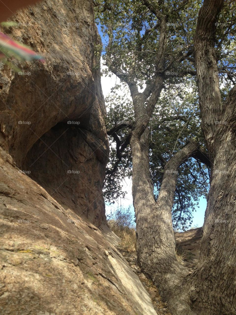 Resistant . Tree grows from crack in boulder 