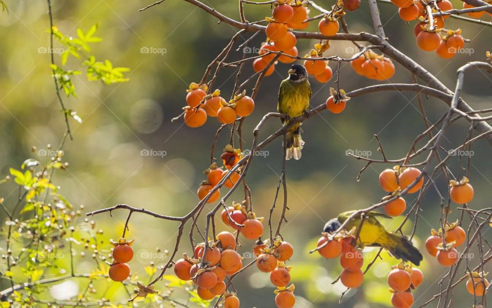 Look at fall leaves, fall has passed the season, winter does not know when the snow come 