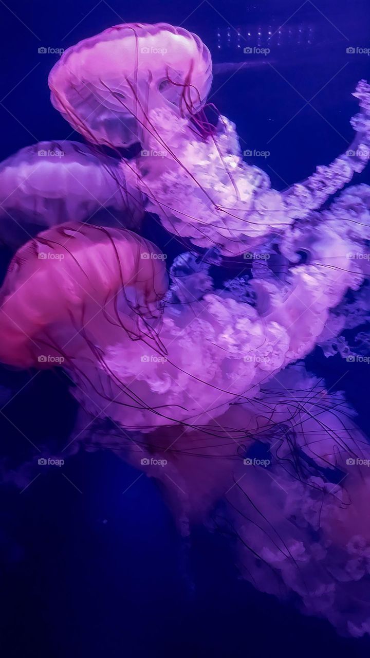 Jellyfish