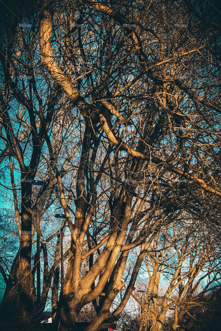 There is something magical about the trees