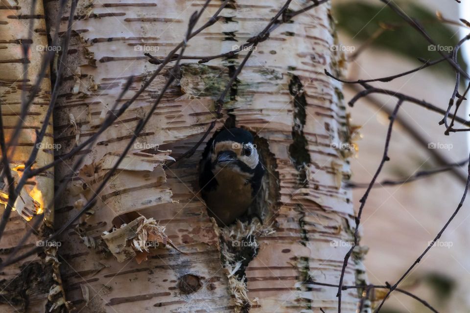 a portrait of a great spotted woodpecker putting its head out of its hole it just pecked in a birch tree trunk nest.