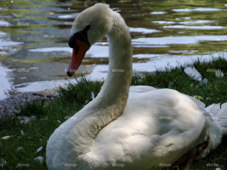 Resting swan