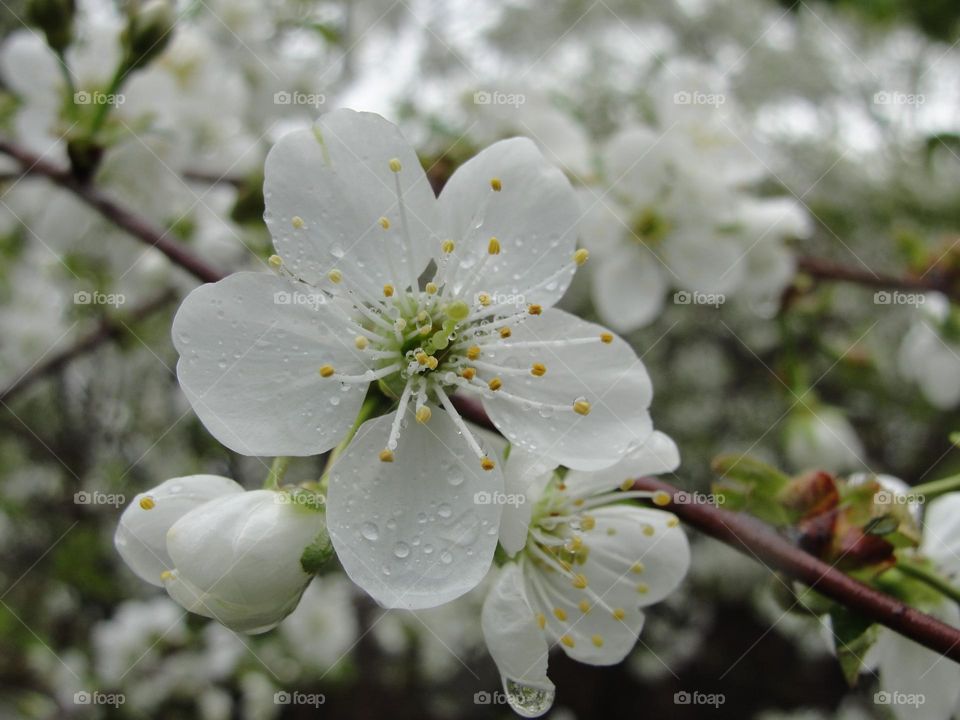 Cherry blossoms after the rain