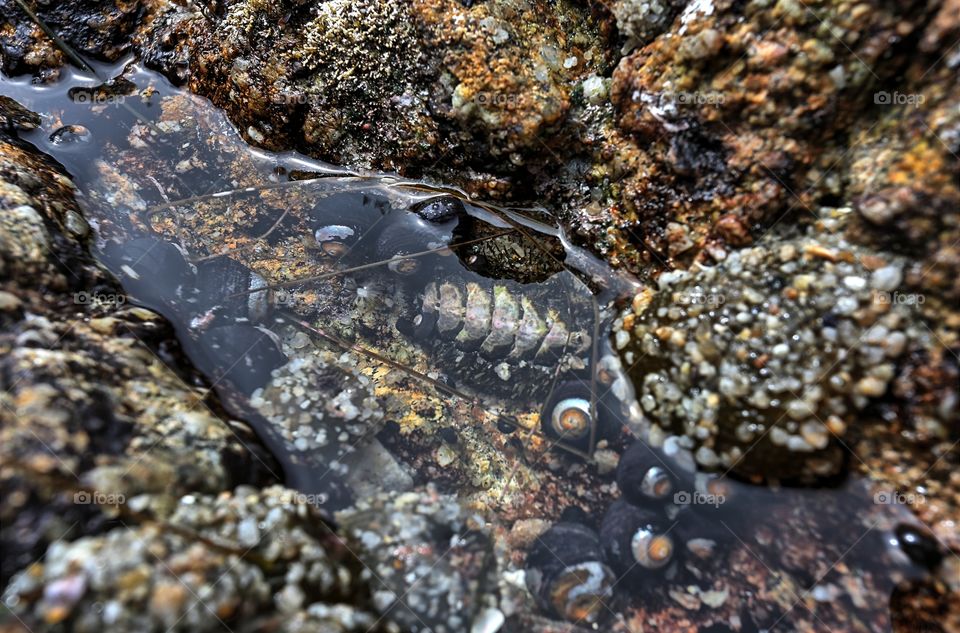 Tide Pool