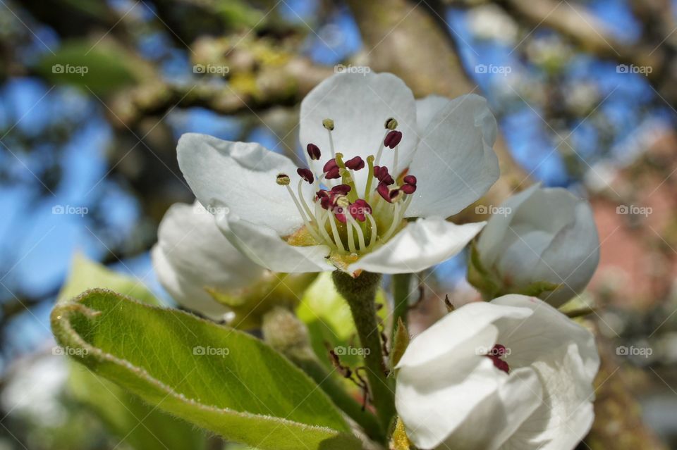 Pear blossom