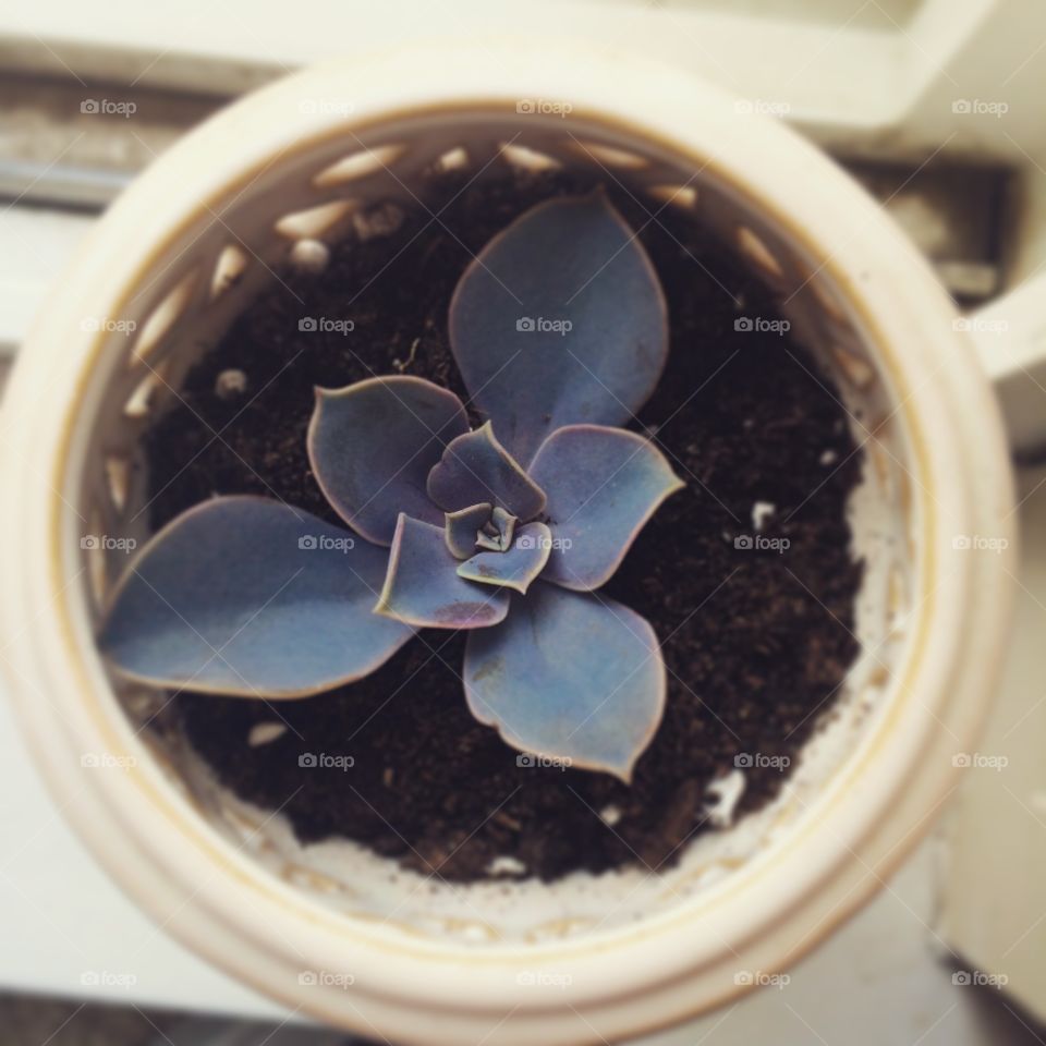 Echevaria Pearl Von Nuremberg 