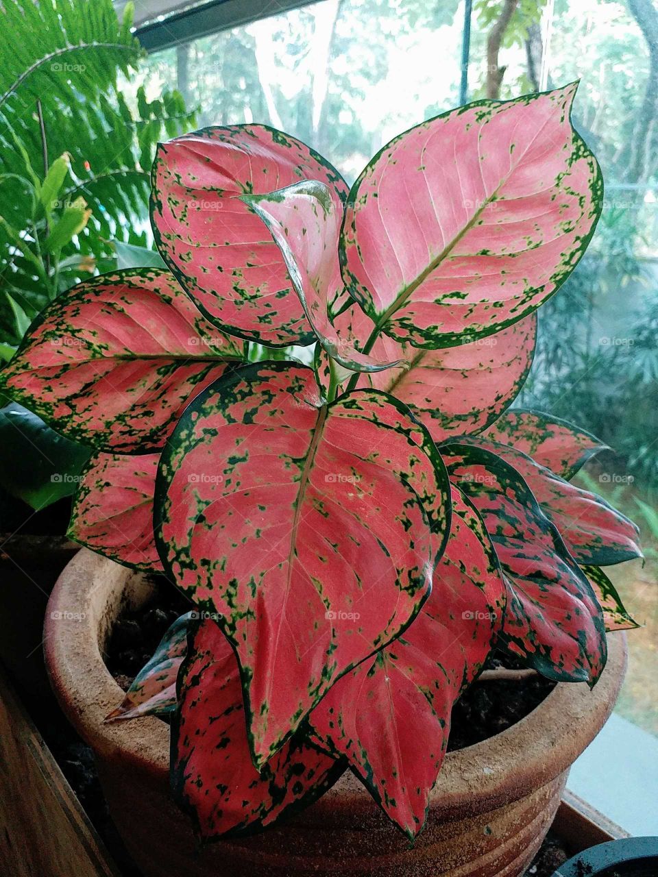 one of my favourite plants