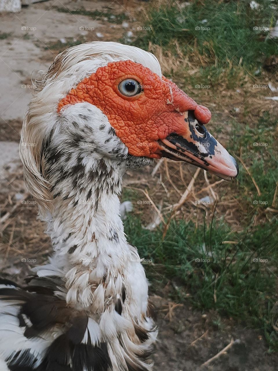 Ukrainian duck
