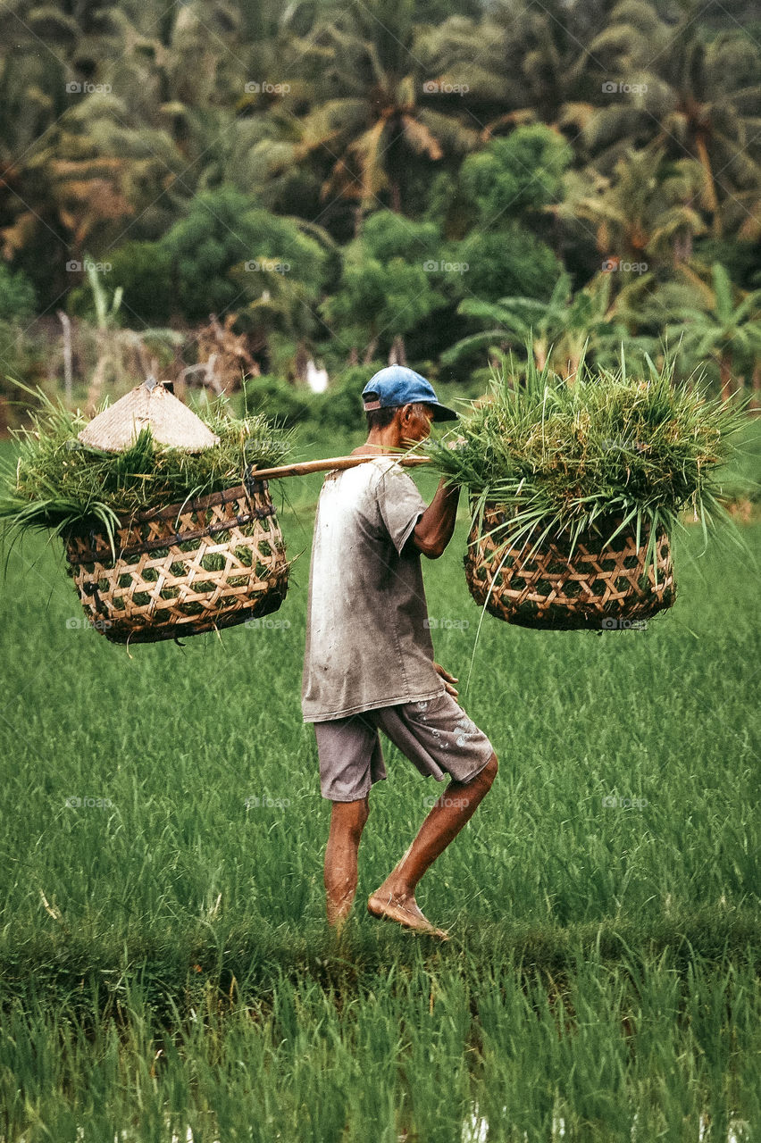 A farmer who was carrying grass...