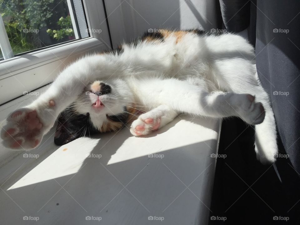 A calico cat sunbathes on a window ledge 