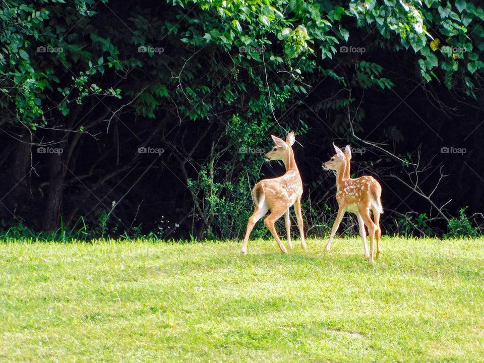 Fawn