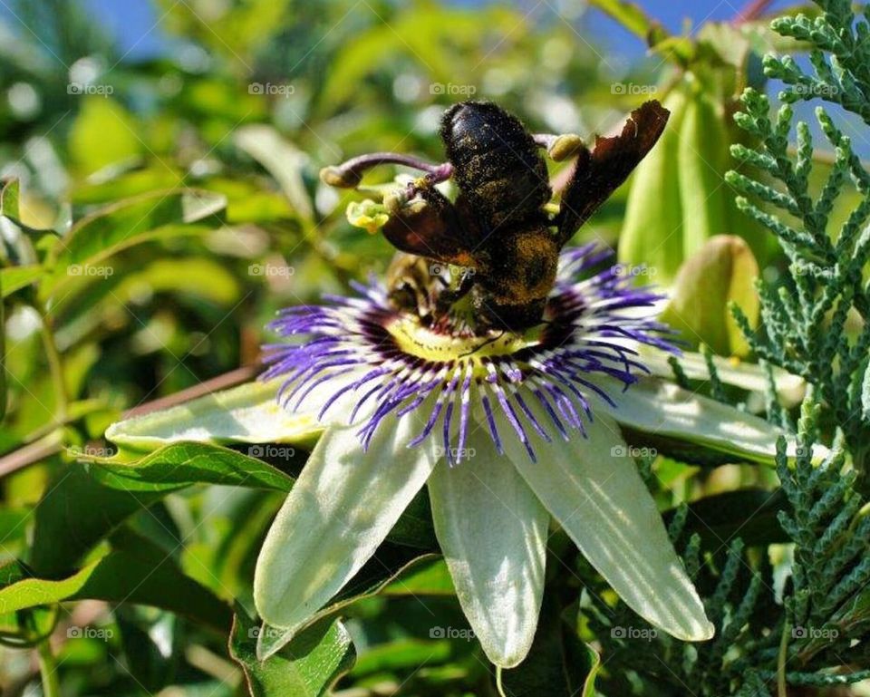 Macro bumblebee on passion fruit flower 