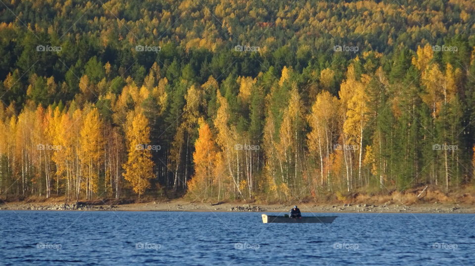 golden autumn in the Urals in Russia