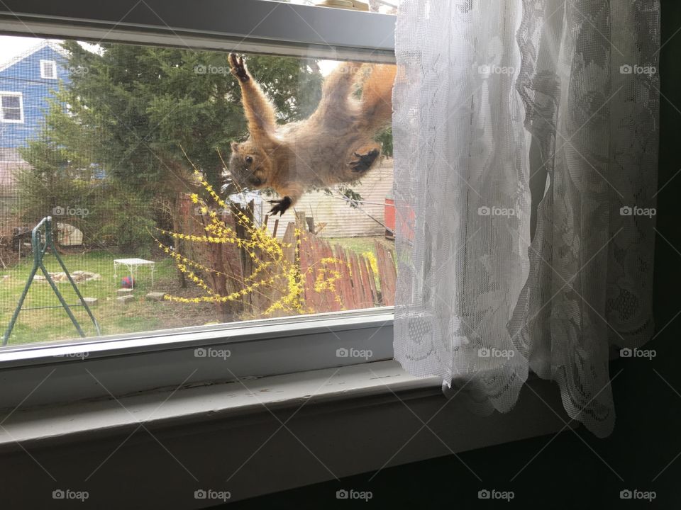 Squirrel trying to come in window 