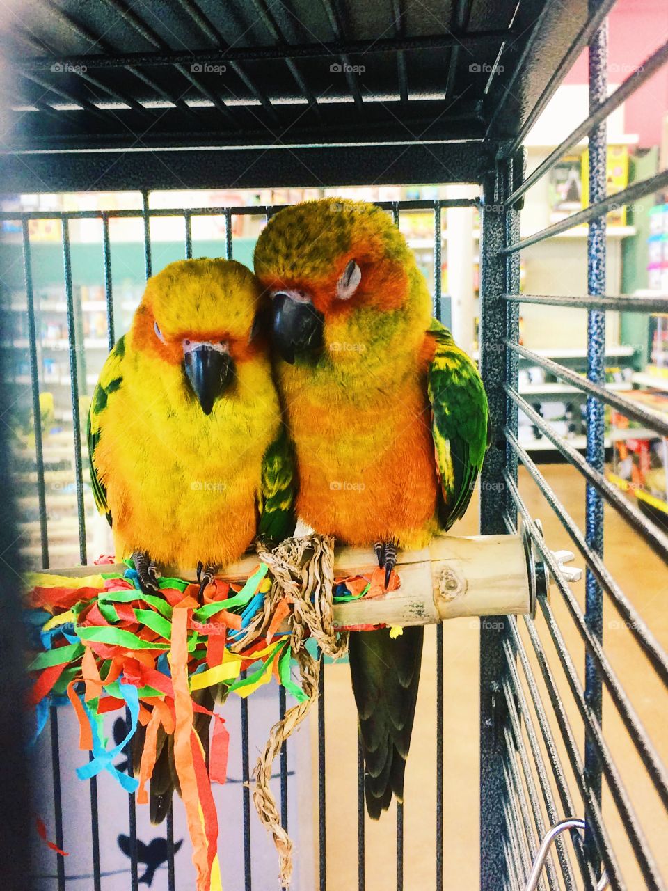 Cuddling cute birds 