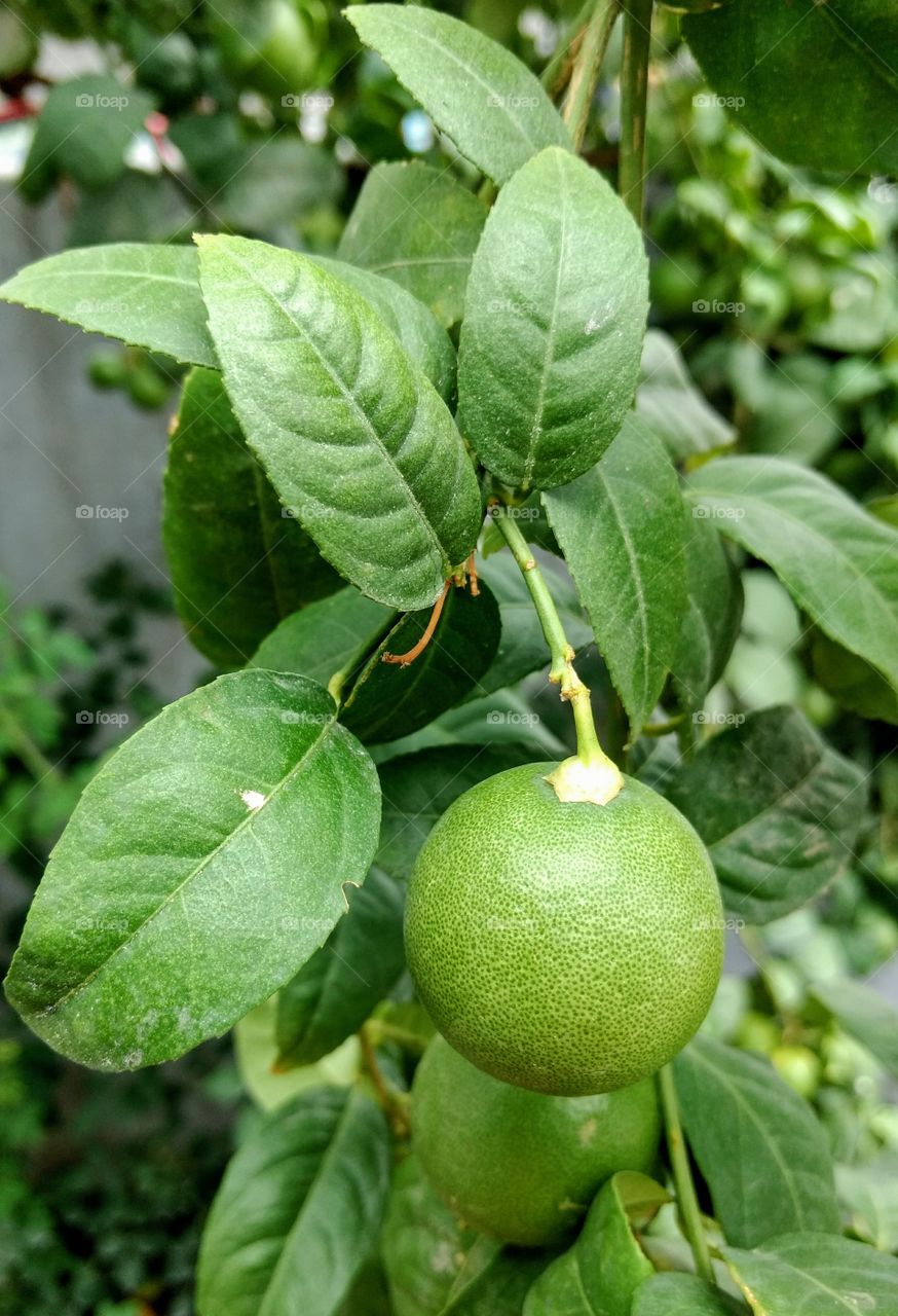 Unripe lemons
