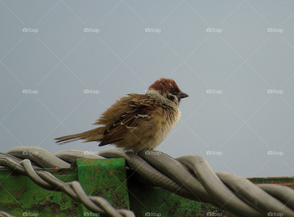 Eurassian tree sparrow. Single bird perching on the cable of hometown. Medium number group seen to feed little feed and other to the surround of human building .