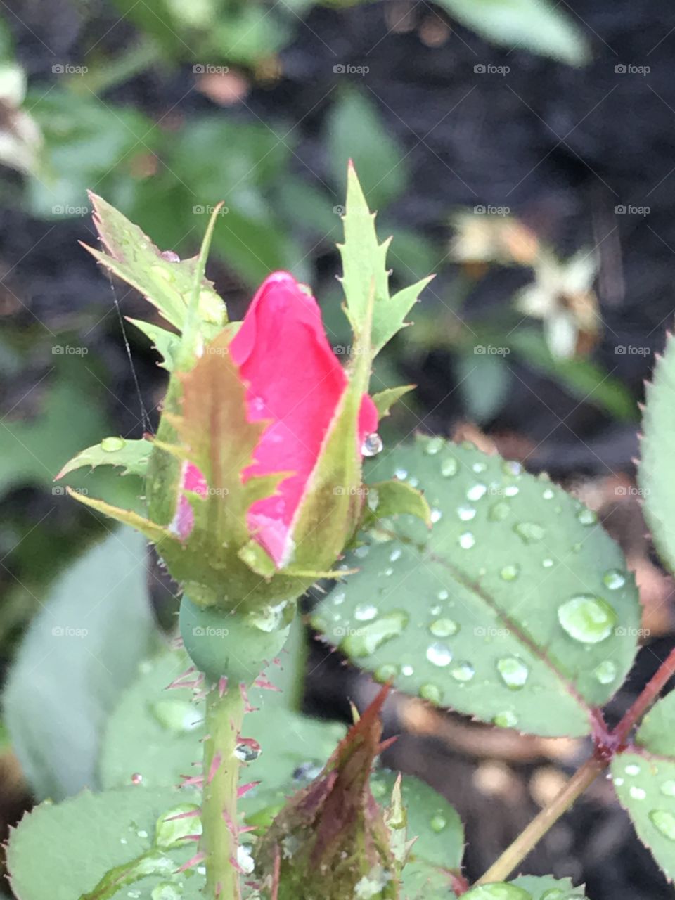 Rose bud