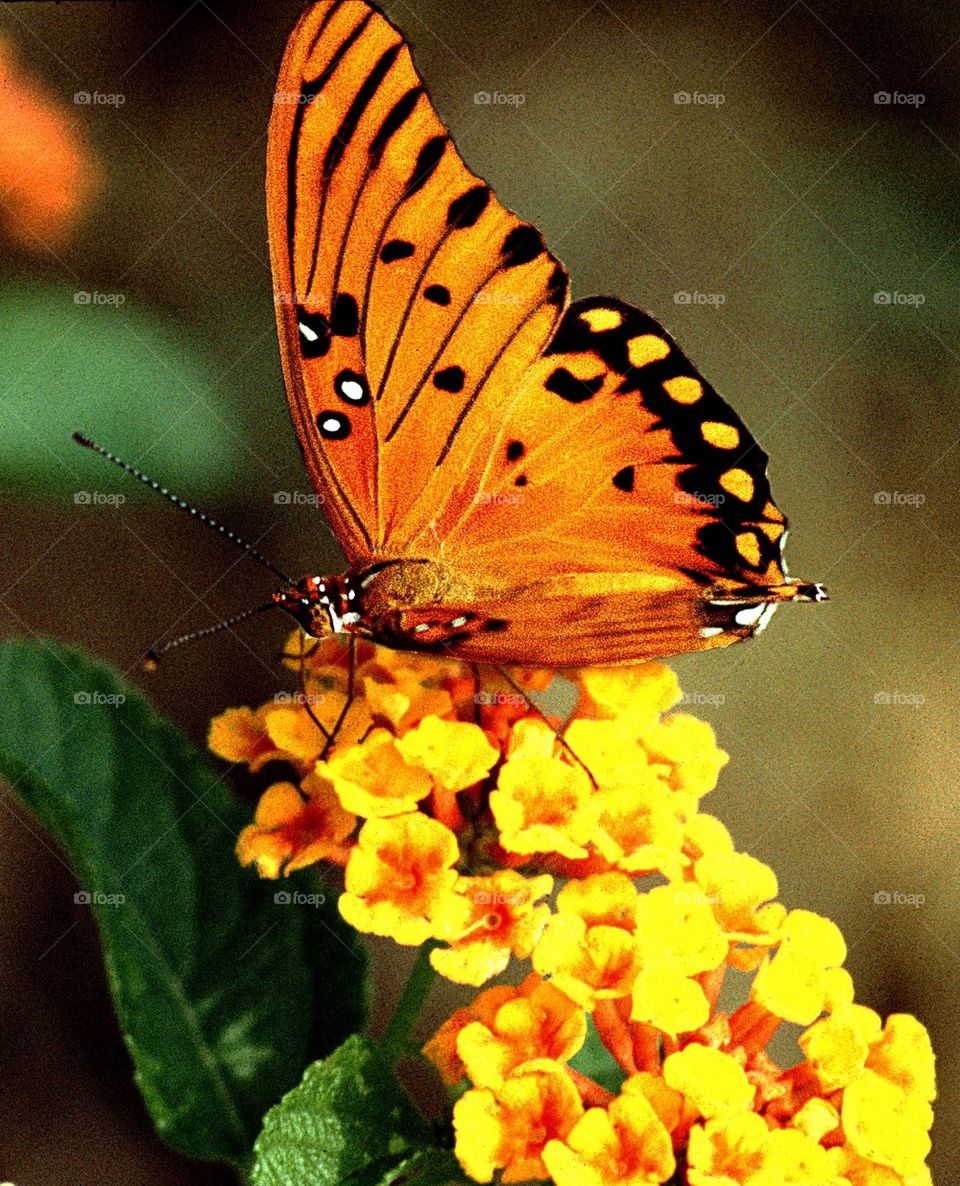 Feeding Butterfly