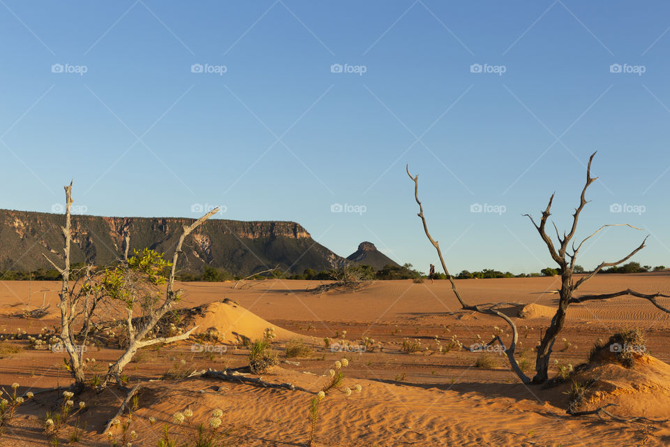 Dunes of Jalapao.