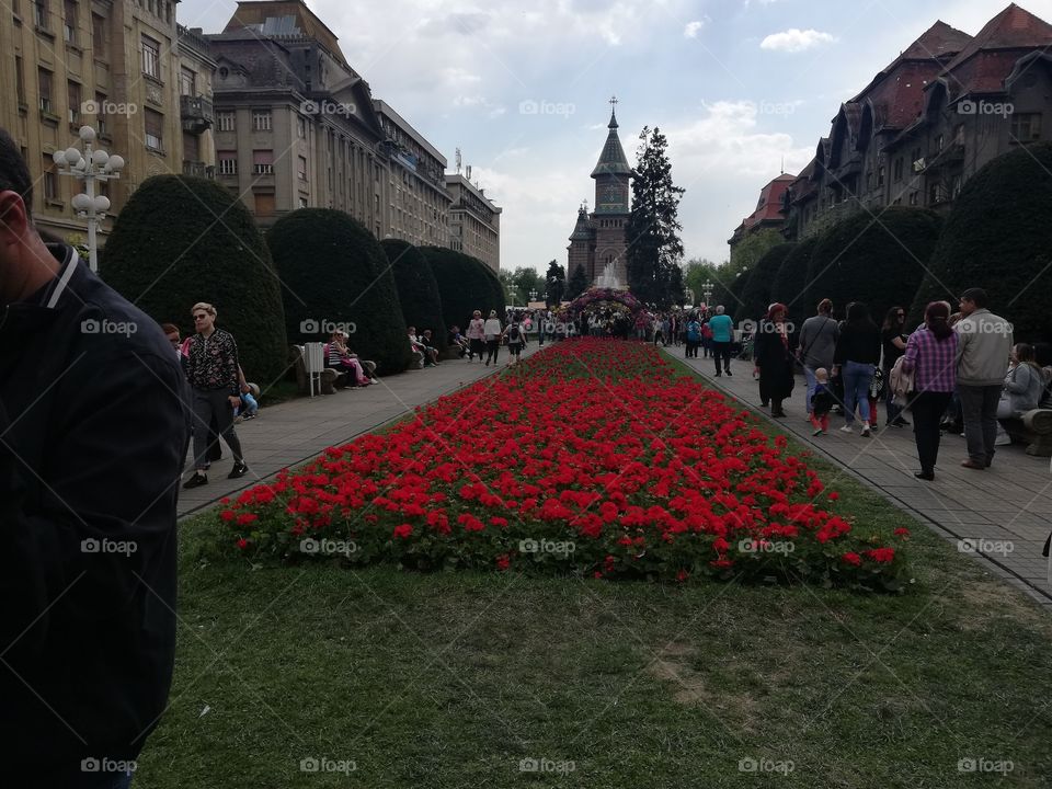 Timisoara