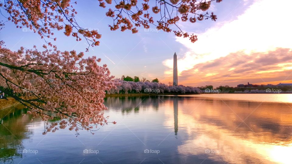 cherry blossoms. Washington DC
