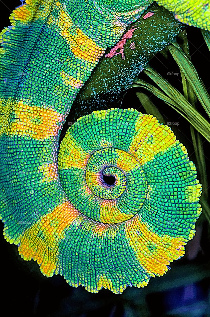 The coiled tail of an Iguana.