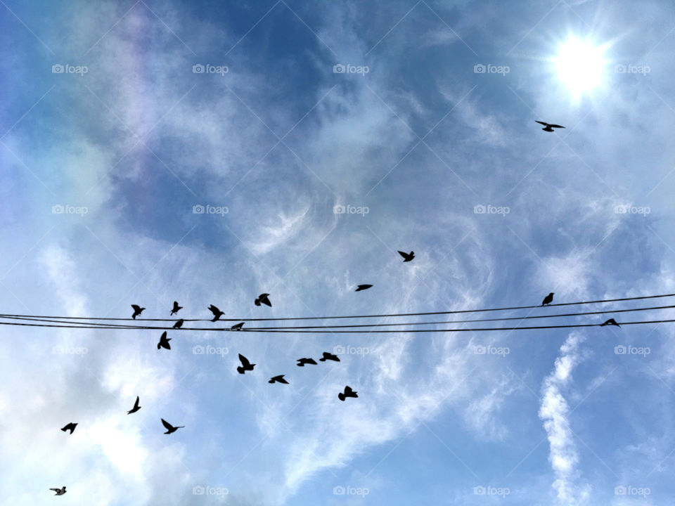 Flock of birds in high sun